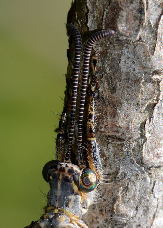 Distoleon tetragrammicus